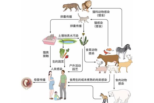 猫咪弓形虫疫苗打几针:听说猫身上有弓形虫，饲养者会被传染吗？ 猫咪弓形虫疫苗多久打一次