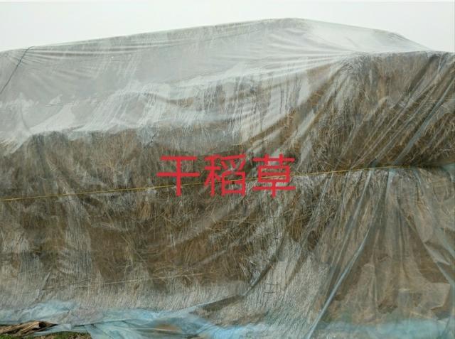 养牛的<a href=https://maguai.com/personal/ target=_blank class=infotextkey><a href=https://maguai.com/group/ target=_blank class=infotextkey>微信群</a></a>:牛反复胀气可以反复灌大蒜吗？(牛反复胀气最简单的方法)