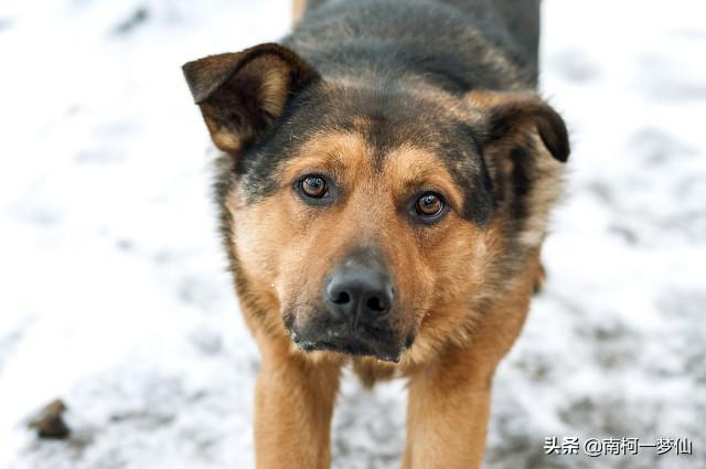 头条问答 狗的哪个部位最脆弱 遇到恶犬扑来 该打它哪里 卫叔知识观的回答 0赞