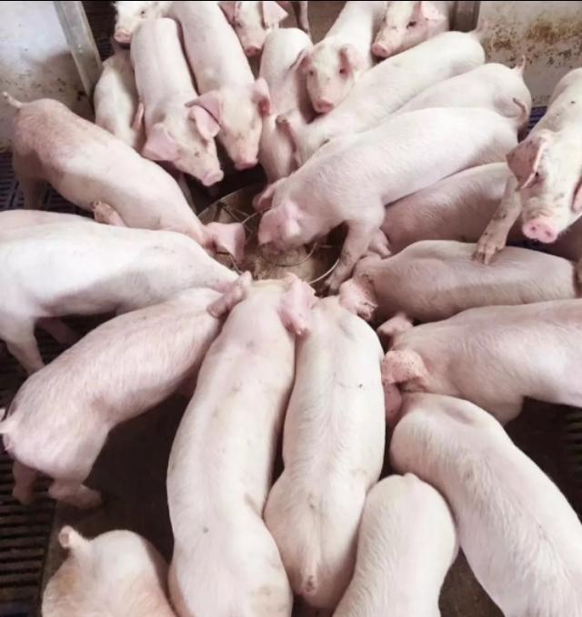 求琴仙的小宠物饲养日记:想回老家养鸡，农村养殖业创业应该如何开始？