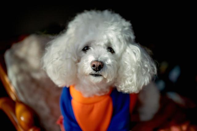 贝生吉犬是种好奇心很旺盛的狗:贝生吉犬幼犬 蝴蝶犬与博美犬，一样是玩具犬，为什么养前者的人数却很少？