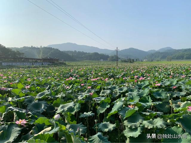 大水榕长出水面:种的荷花的叶子怎么让它长出水面？请看好问题再回答？