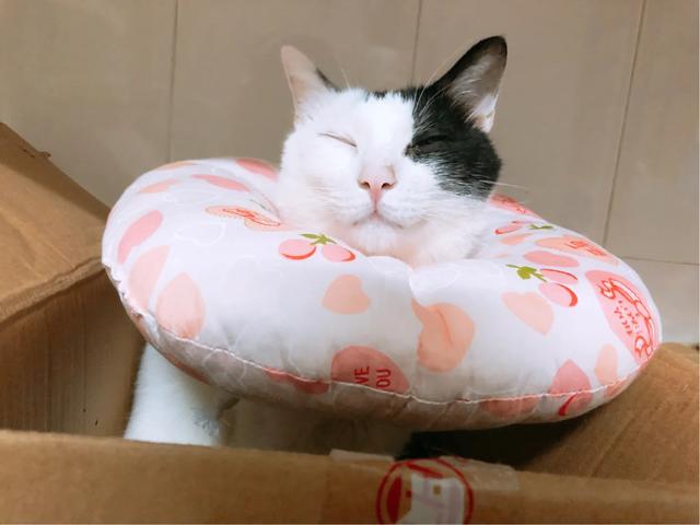 明堂养猫记第三集:儿子要养猫，老婆大人不同意，咋办？