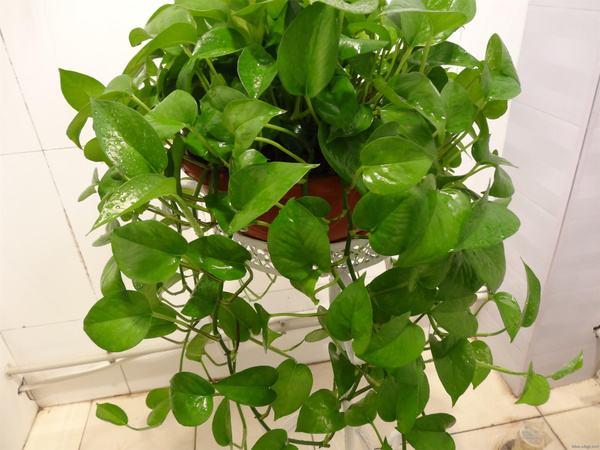 树锦鸡儿植株变黑:家里绿箩叶子茎部呈现黑褐色是什么原因？