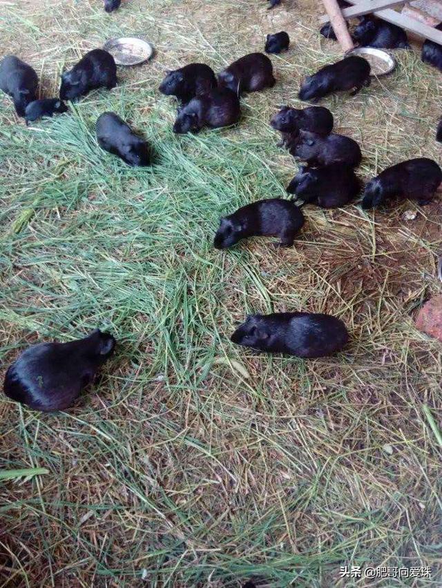 荷兰猪图片多少钱一只:普通荷兰猪多少钱一只图片 黑豚鼠养殖要投多少钱?以200对为基础，忘前辈们指点指点？