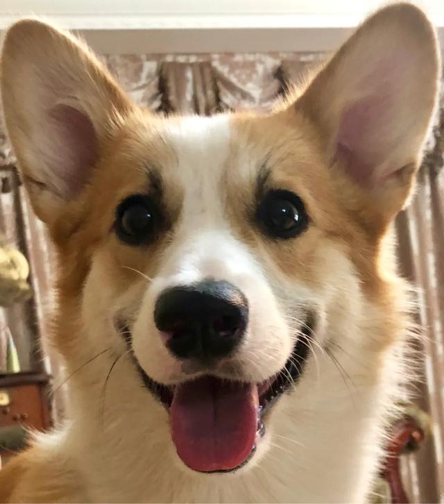 柯基多少钱一只:为什么柯基犬的价钱这么昂贵呢？