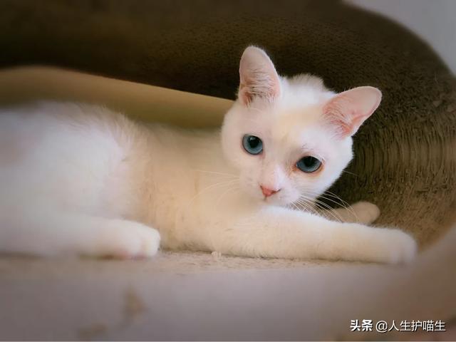 蓝眼白猫脾气好不好:每只猫的性格真的都不同吗？