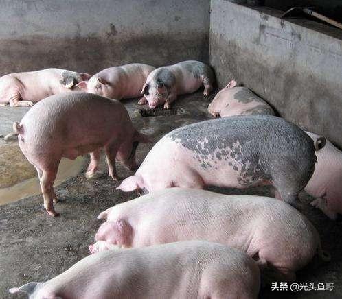 竹鼠图片:竹鼠图片 野生 现在回农村办养殖业合适吗？