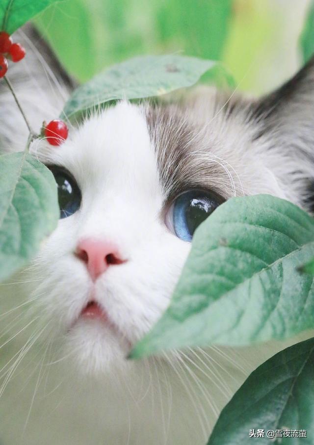 皮特芬喷到猫咪眼睛:猫咪脸上喷到风油精怎么办？