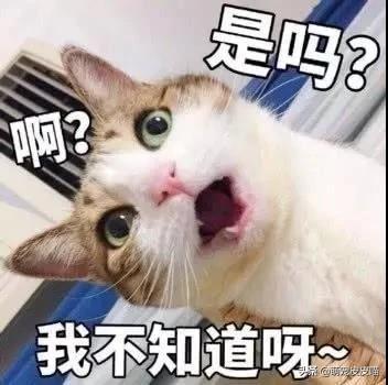 猫咪睡在猫砂盆:一个多月的小猫咪会用猫砂盆，但晚上还是乱尿，是怎么回事？