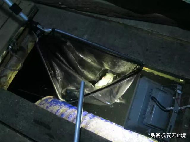 海钓活饵可以用泥鳅:筏钓中，他们挂泥鳅做钓饵，效果真的有那么好吗？