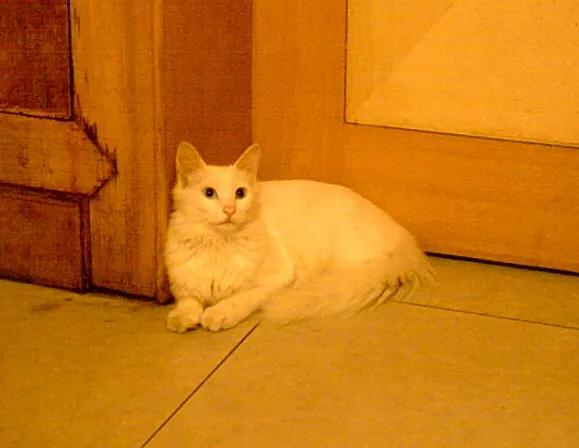 头条问答- 100天左右的小猫8斤了，这是披着猫皮的猪吗？(24个回答)