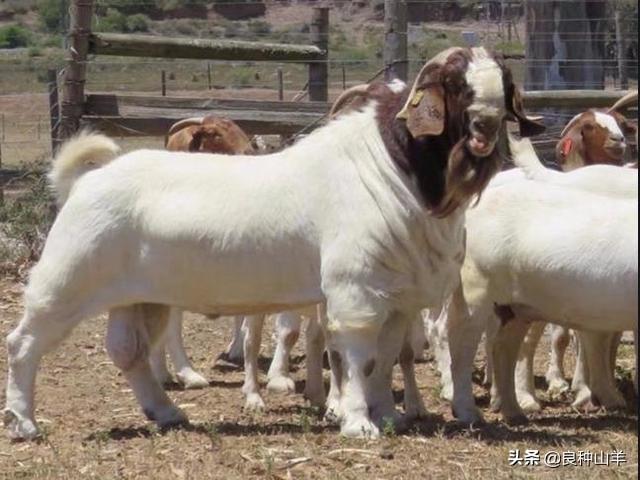 羊妊娠毒血症:“三联四防”何时打？怀孕母羊能用吗？