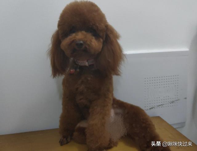 泰迪犬图片:能帮忙看看我家的泰迪纯吗？总觉得嘴巴有点长？