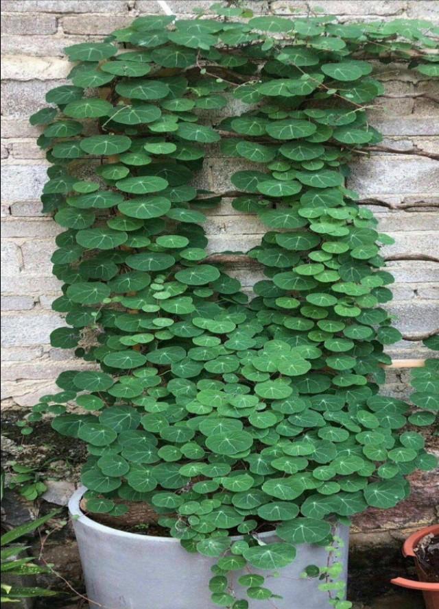 头条问答 - 山乌龟的栽培用什么样的土好?(5个回答)