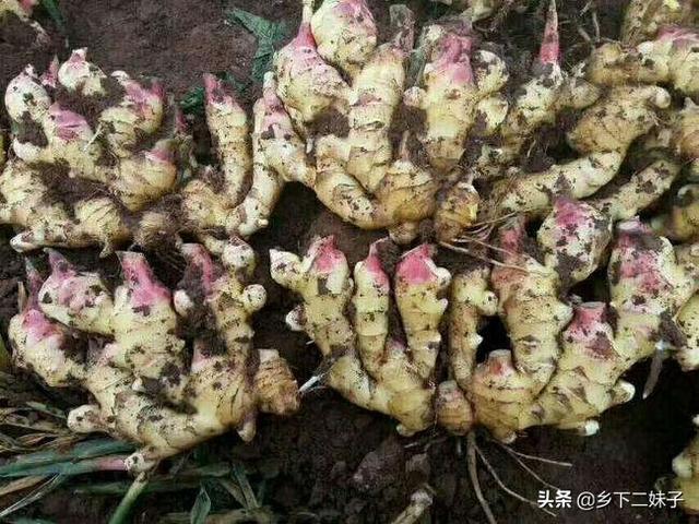 软腐病:小黄姜、姜块出现软腐现象是什么病害？如何提前防止？