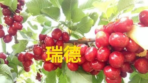 敏瑞德:鲁樱3号，瑞德，齐早，波尔娜，这几个樱桃品种哪个好？