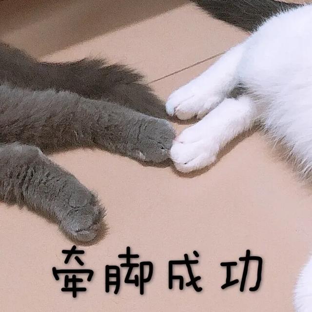 不爽猫表情包:新养了一只小奶猫，大猫不高兴，怎么办？