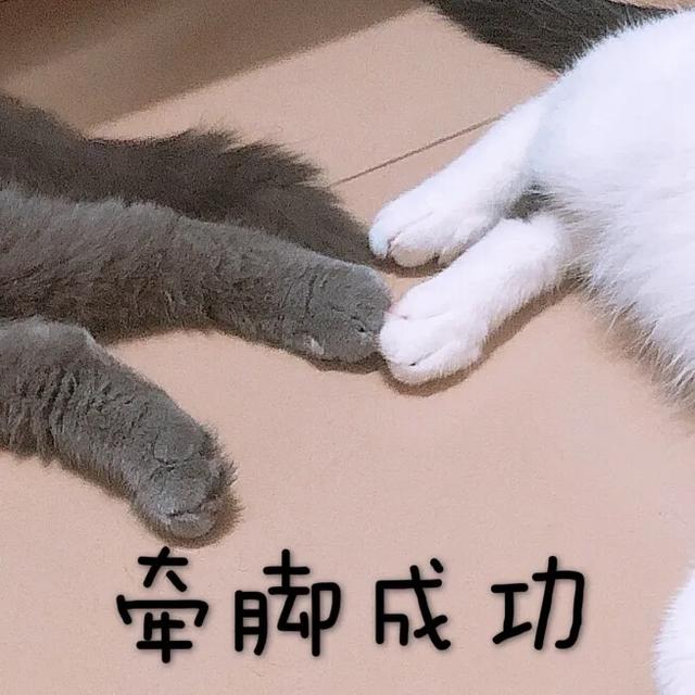 小萌猫红小胖:新养了一只小奶猫，大猫不高兴，怎么办？