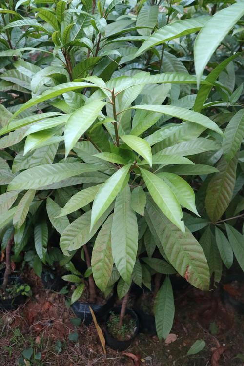 蛋黄果可以扦插吗