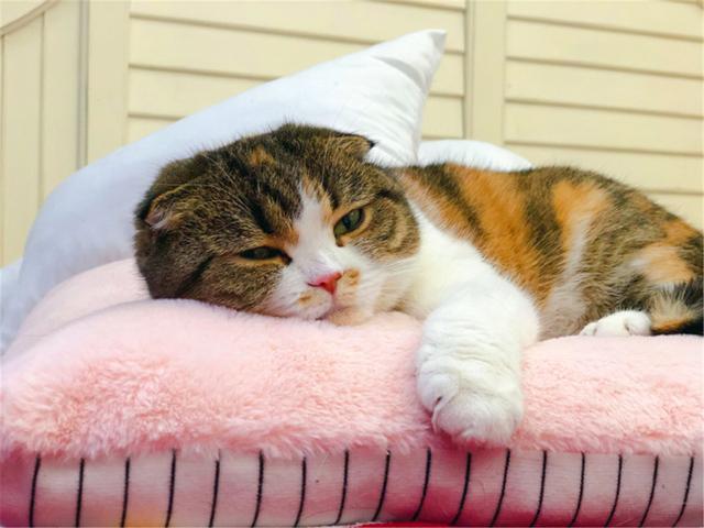 有关于宠物的网站模板:为什么狗狗和猫猫丢了之后还会认得回家的路？ 关于宠物主题的网站设计