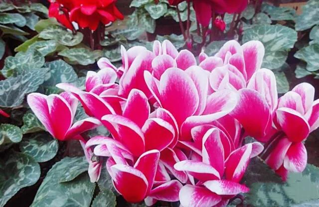 兔耳花的养殖方法:我养殖的兔子花开花少，该怎么办？