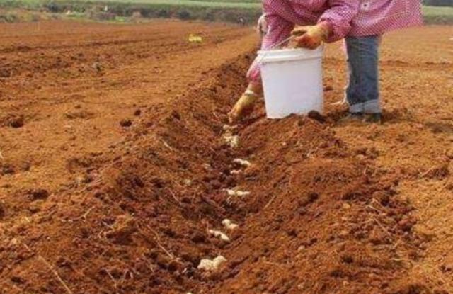 头条问答 大姜用什么肥料颜色好 7个回答