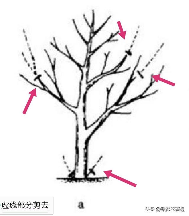 石榴树冬季修剪技术图片