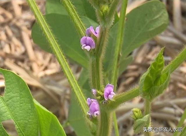 头条问答 大豆种植如何避免花多荚少的现象发生 沂蒙小水的回答 0赞