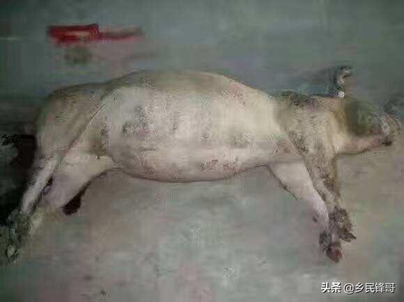 猪传染性胃肠炎:猪传染性胃肠炎怎么治 猪的梭菌性肠炎是如何引发的？临床症状有什么表现？如何防治？