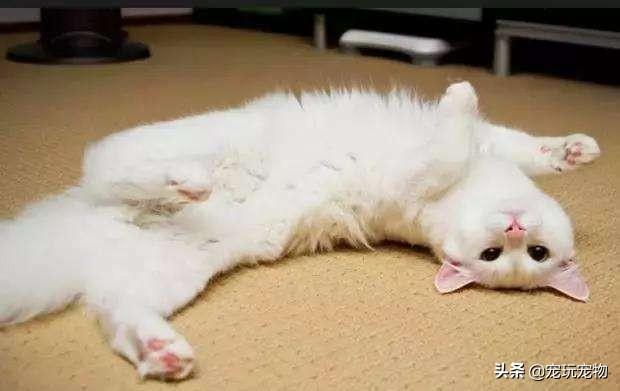 猫爪子好利:猫咪为什么不让摸后爪子？