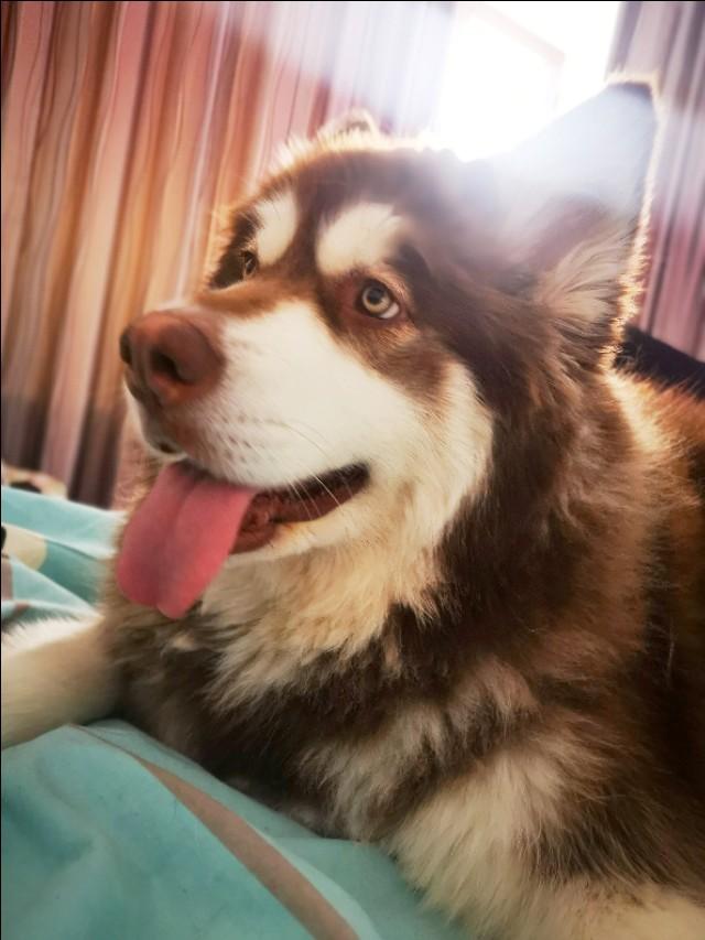 泰迪吃伯纳天纯好吗:求推荐一款狗粮，拉布拉多成犬，朋友送了一只，不知道买那个？