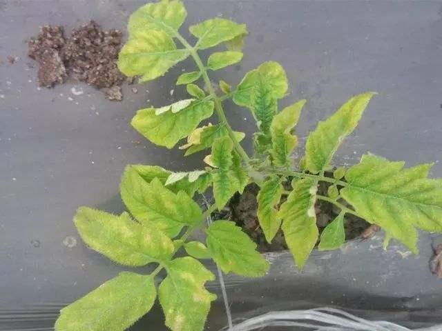 番茄若缺乏氮肥,植株生长发育缓慢,株形矮小,茎细长,叶片小而薄,易