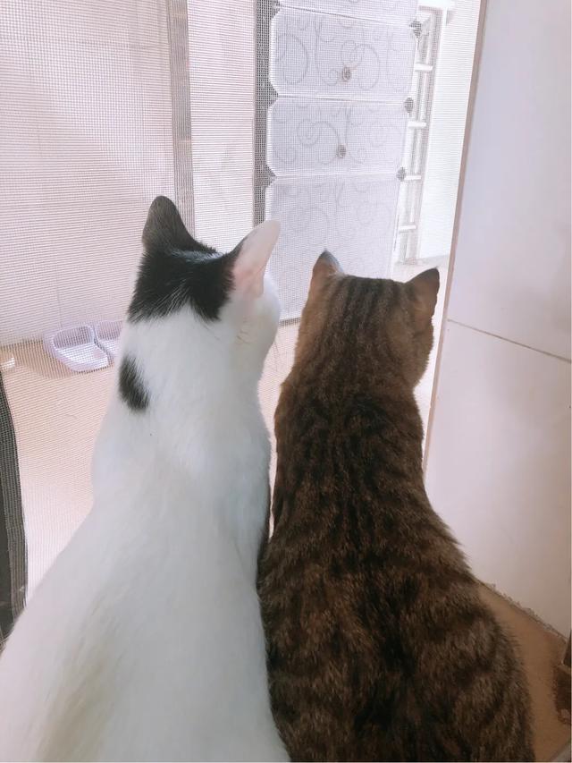 猫咪吃什么天然猫粮好:幼猫吃什么天然猫粮会比较营养？