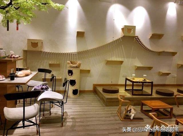 猫舍和宠物店区别:家庭猫舍和宠物店的区别 大家都有养宠物么？猫与狗你们会选择哪个作为宠物呢？