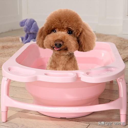 香槟色泰迪犬怎么养:宠物狗泰迪的饲养方法，两个月小泰迪怎么养？