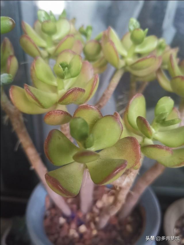 头条问答 多肉植物养几年才能称得上老桩 多肉梦想的回答 0赞