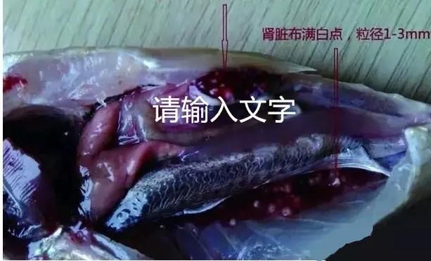 成吉思汗鱼白点病症状:观赏鱼患上了白点病，治疗期间鱼食照喂不误可以吗？