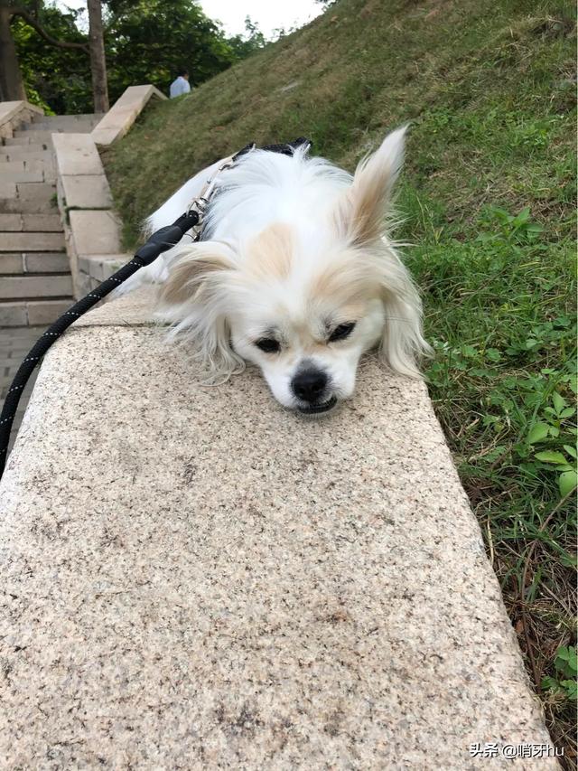 为什么狗狗大便前要转圈:狗狗转来转去想排便，但是却一直拉不出来该怎么办？