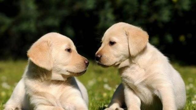 拉布拉多纯种多少钱:想买一只拉布拉多犬怎么选？怎么看是不是纯种？买多大的好？ 拉布拉多多少钱一只