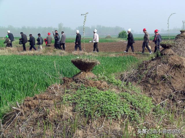 花猫的小屋 胃癌:养儿防老，为什么感觉太难了，难道是孩子真的不孝顺吗？