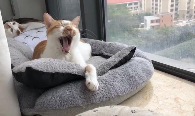 赛维洛犬菌清哪里有卖:为什么有的小奶猫会容易得猫癣、奶癣？