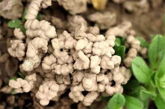 蚯蚓土养兰花好吗