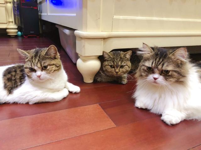 有关于宠物的网站模板:为什么狗狗和猫猫丢了之后还会认得回家的路？ 关于宠物主题的网站设计