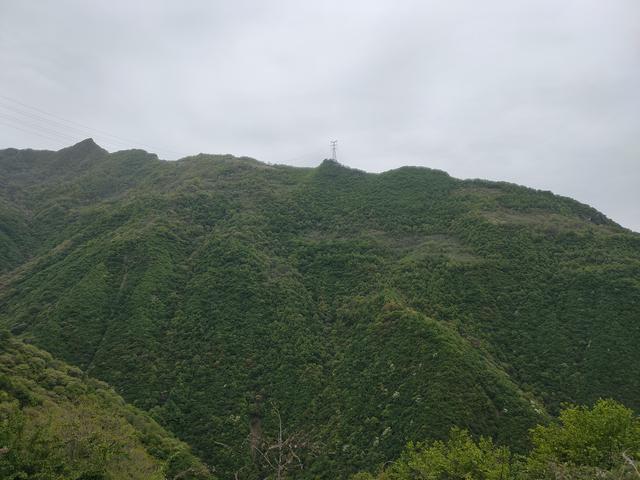 新藤惠美:地里长了许多葛根藤，怎么清除？