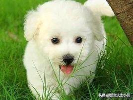 bixiong:养博美犬好还是养比熊犬好？