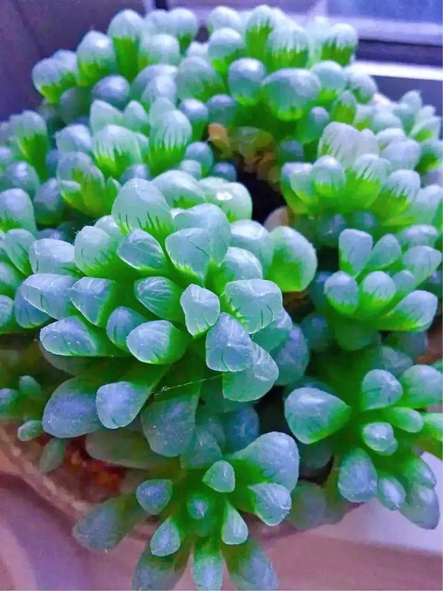 为什么我养的多肉颜色绿而且也不胖