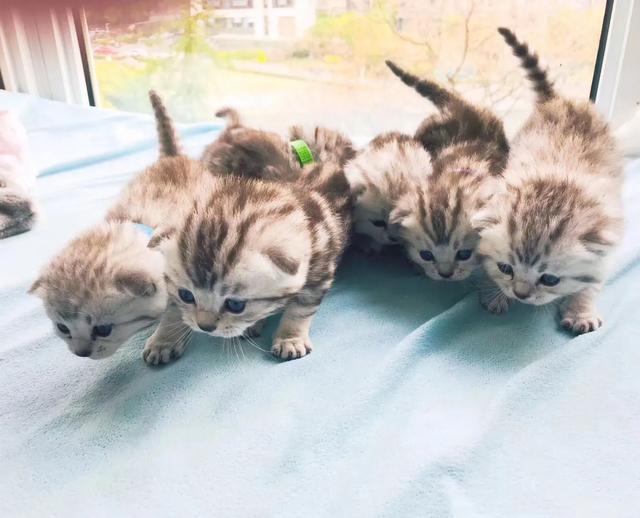 英国短毛猫和蓝猫图:请问这是什么品种的短毛猫？ 英国短毛猫蓝猫寿命