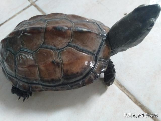 养湖北大头草龟怎么养:是火焰龟好养还是草龟好养？