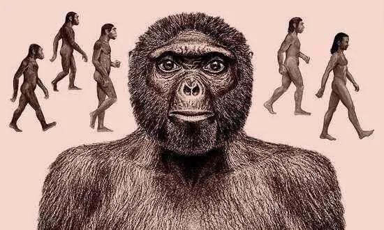 人类是不是从猴子进化来的?为何现在的猴子没法进化成人?